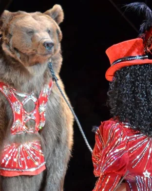 Bright Star Circus event