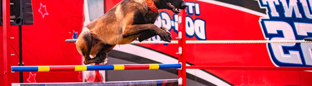 Chris Perondi's Stunt Dog Experience