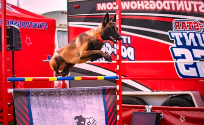 Chris Perondi's Stunt Dog Experience