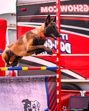 Chris Perondi's Stunt Dog Experience