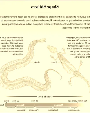 Evolution of a Snake: The Showgirl Experience